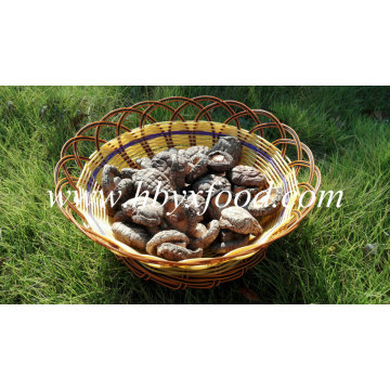 Export Smooth Shiitake Mushrooms 1kgs Pack with Cap 4-6cm and No Stem